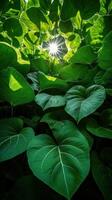 Light filtering through lush green leaves in the forest photo