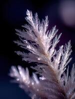 Frosty snowflake by james kennedy photo