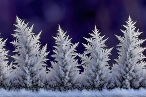 Frost-covered trees against a dark winter background photo