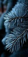 Close-up of frost-covered pine needles in winter daylight photo
