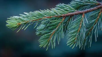 Fresh pine needles glisten with morning dew in the forest photo