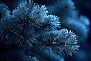 Frost-laden pine branches create a winter wonderland effect photo