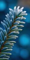 Frost-covered pine branch glistening in winter sunlight photo