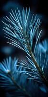 Close-up view of pine tree needles in tranquil blue light photo