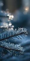 Frost-covered pine branch glistens in winter sunlight photo