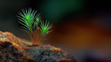 Growing moss sprouting from a rock in natural environment photo