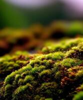Lush green moss covering a rocky surface in nature photo
