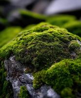 Green moss covering rocks in a tranquil outdoor setting photo