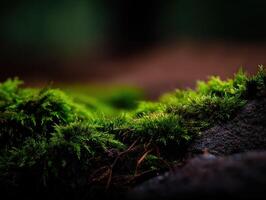 Lush green moss covering stones in a serene forest setting photo