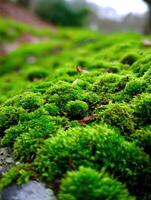 Green moss covering stone in a serene forest setting photo