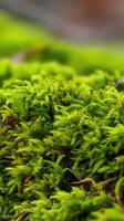 Close-up view of vibrant green moss in natural habitat photo