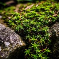Moss spreading between rocks in a lush, natural environment photo