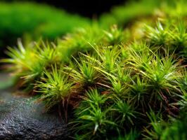 Lush green moss covering rock surface in natural habitat photo