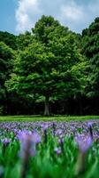 A large tree in a field of purple flowers photo