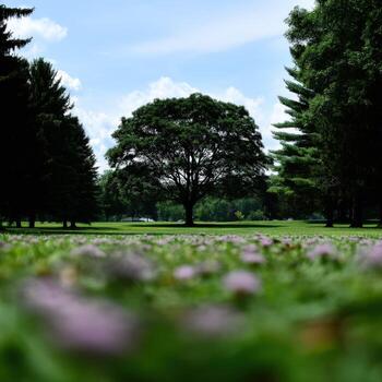 A large tree in a field of green grass photo