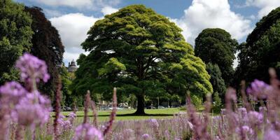 A large tree in a park with purple flowers photo