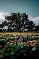 A large oak tree in the middle of a field photo