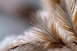 Close-up view of delicate feathers on soft surface photo