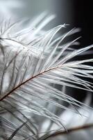Delicate white plant leaves create a serene composition photo
