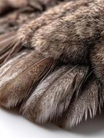 Close-up view of owl feathers showcasing details photo