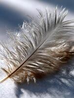 Delicate feather resting on soft fabric surface photo
