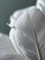 Delicate white feathers resting against soft background photo