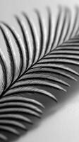 Detailed close-up of a palm leaf on a white surface photo