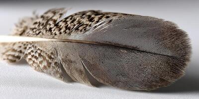 A delicate bird feather lies flat on a smooth surface photo