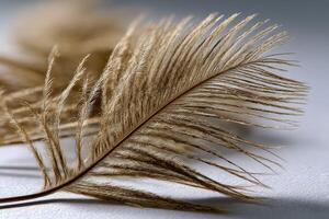 Delicate golden grass fronds on a soft surface photo