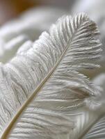 Soft white feather resting gently on natural backdrop photo