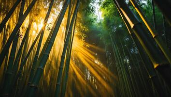 Bamboo Forest with Sunlight photo