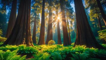 Giant Trees in Forest with Sun Rays photo