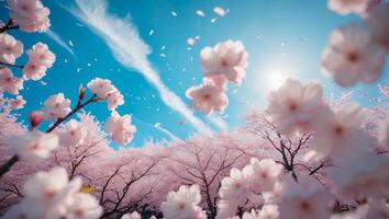 Cherry Blossom Tree Against Blue Sky with Clouds photo