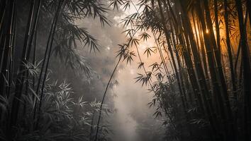Bamboo Forest with Fog and Sunlight photo