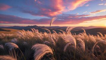 Grass Field Landscape at Sunset photo