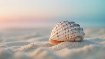 Seashell on Sand Beach at Sunset photo