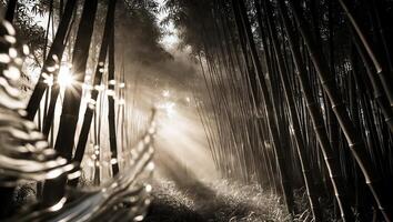 Bamboo Forest Sunbeams Path Serene Scene photo