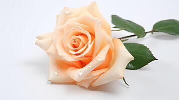 Fresh Peach Rose with Water Droplets on Light Background photo
