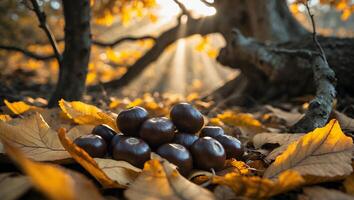 Pile of Chestnuts on Golden Autumn Leaves in the Woods photo