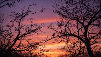 Bird Silhouette on Branch at Sunset photo