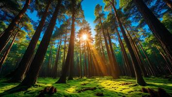 Sunlit Forest with Tall Trees and Mossy Ground photo