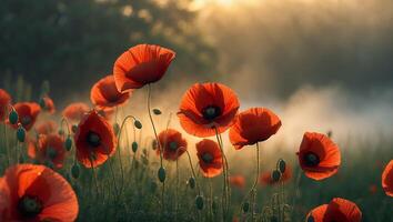 Field of Red Poppies in Morning Sunlight photo