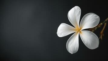 Elegant White Flower on Dark Background with Subtle Texture photo