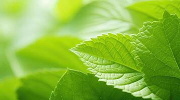 Lush Green Leaves with Soft Natural Lighting in Spring Environment photo