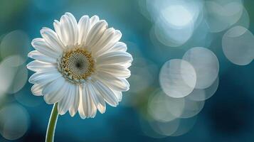 White Daisy Flower with Soft Focus Background in Natural Setting photo