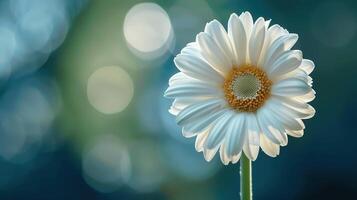 Elegant White Daisy Flower with Soft Focus and Bokeh Background photo