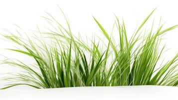 Lush Green Grass with Vibrant Blades on White Background photo