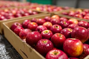 Freshly picked red apples waiting for sorting and packaging in a fruit processing plant photo
