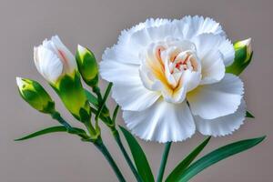 White carnation blooming with small buds on a brown background photo