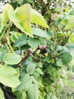 Features of a plant with green leaves in a natural setting photo